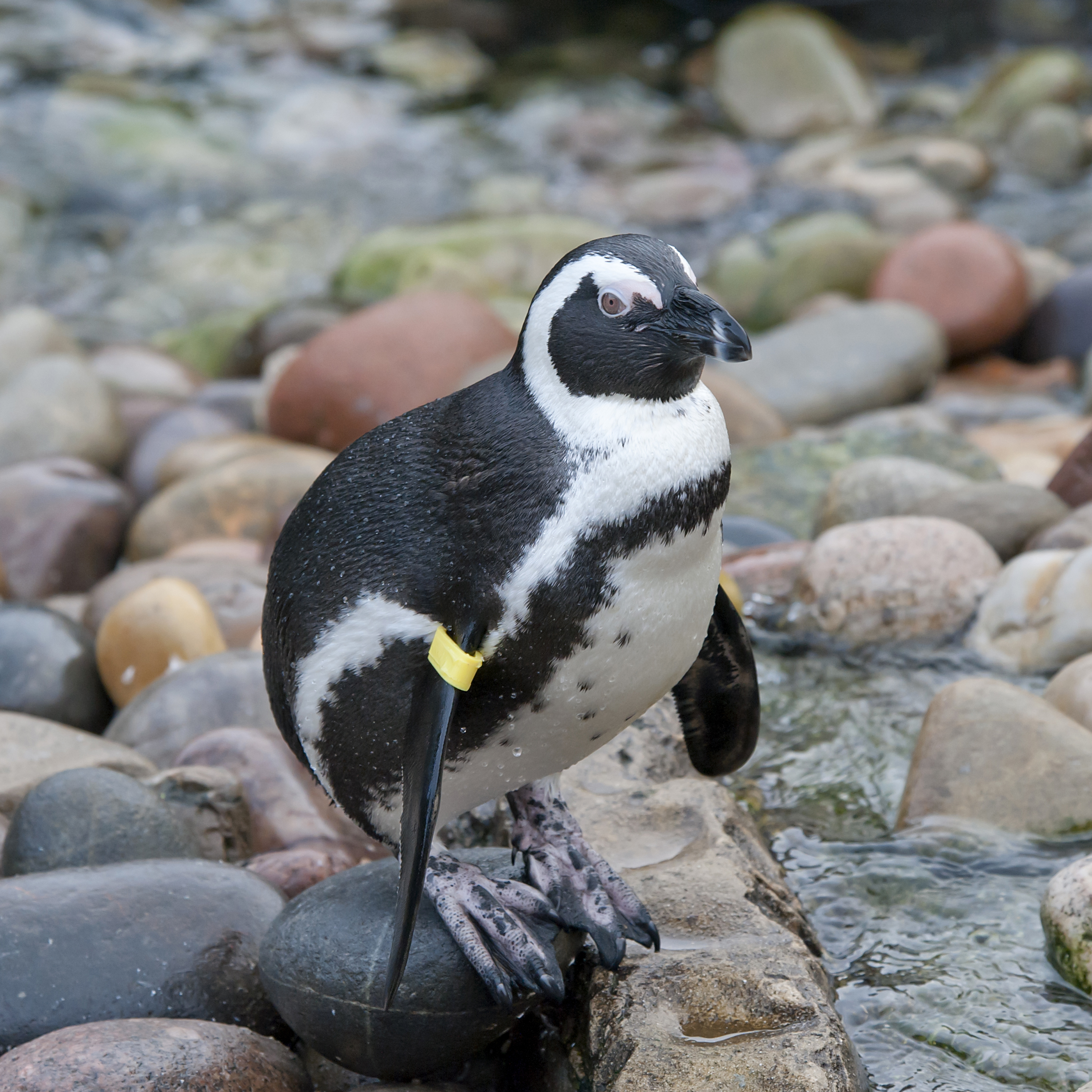 Based on nearly two decades of data collected by Earthwatch scientists and volunteers, South Africa in 2019 established a new 580 km2 Marine Protected Area around Robben Island to safeguard seabirds, including the endangered African penguin. 