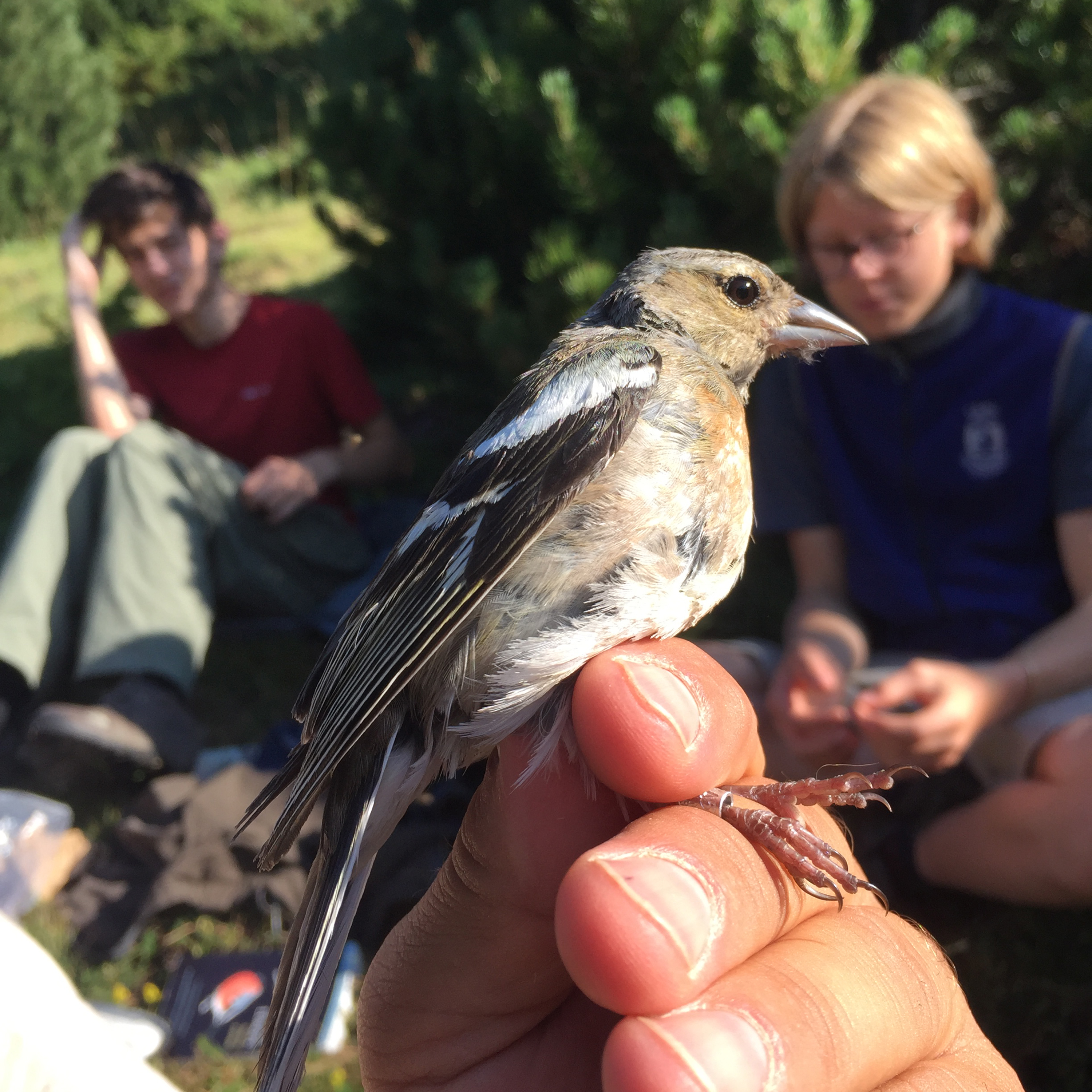 Student groups have a variety of expedition options including hiking the Andorran Pyrenees searching for signs of climate-related stress in birds and other wildlife.