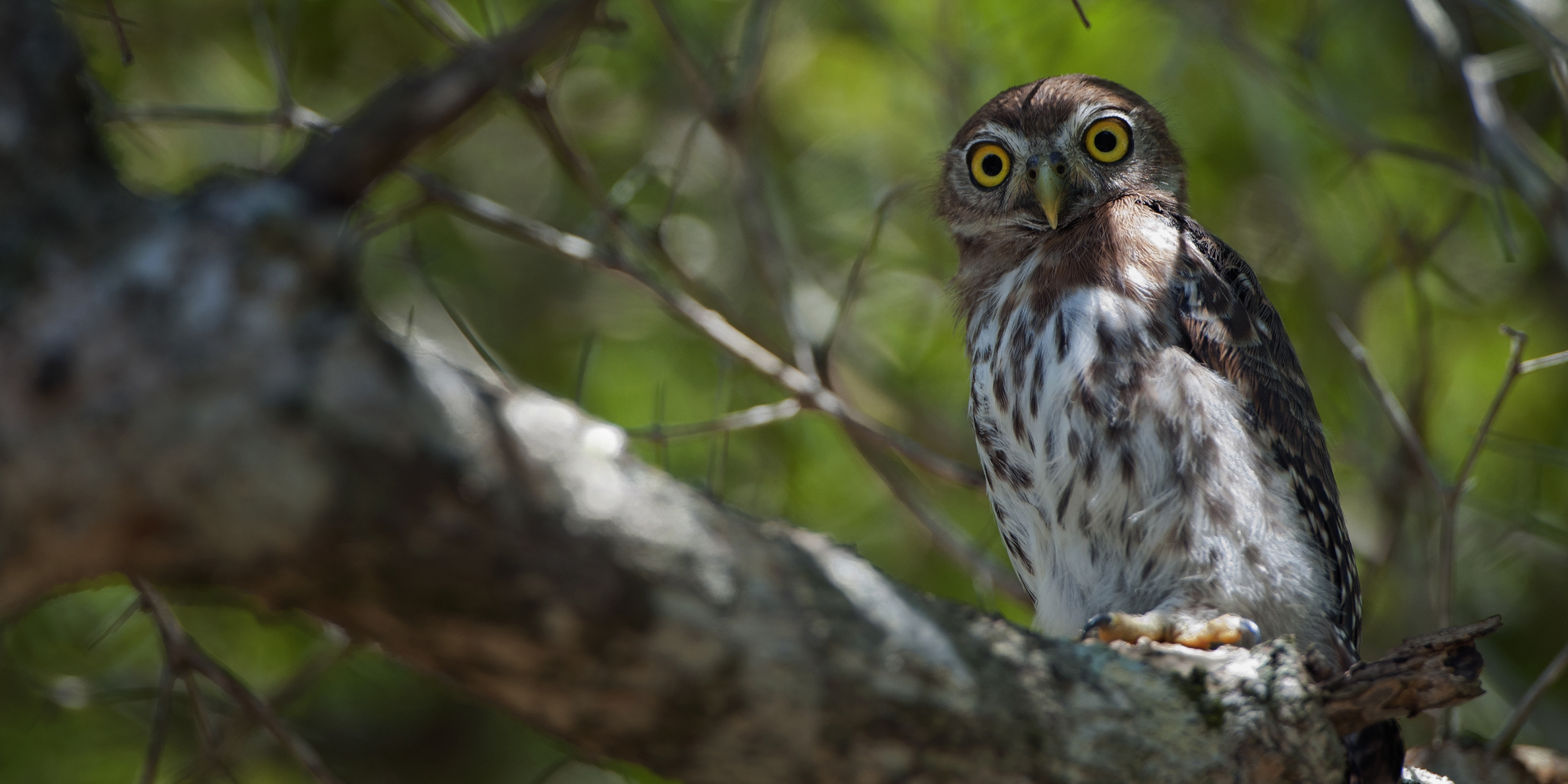 Last year in Cuba, Earthwatch volunteers planted 1,050 native trees and built 20 artificial nests to help the endemic Cuban trogon, Cuban pygmy owl, and bare-legged owl.