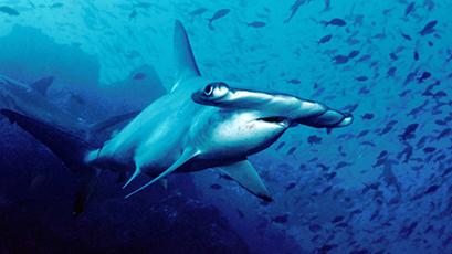 Data collected by volunteers in Belize under the guidance of Dr. Demian Chapman contribute to the listing of five shark species of concern by the Convention on International Trade in Endangered Species (CITES).