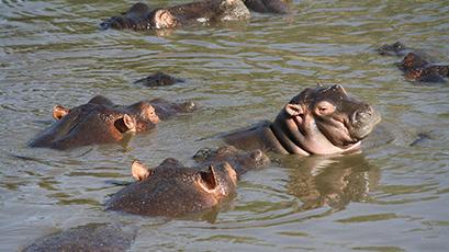 Earthwatch teams in Zimbabwe, led by Dr. Joe Dudley, make the first observations of one of nature’s greatest vegetarians, the hippo, eating meat, suggesting that drought gave rise to omnivory.