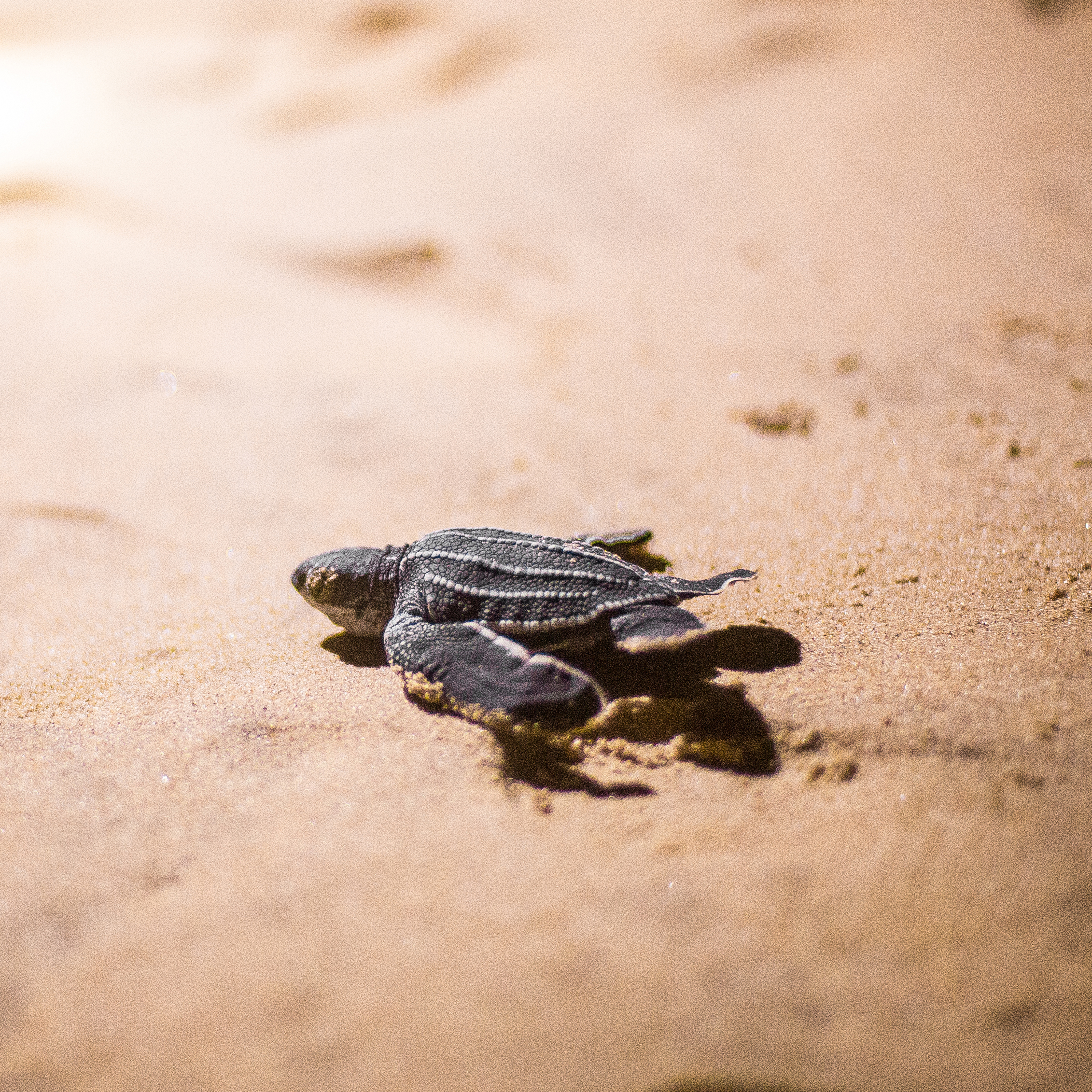 From 2017 to 2019, Earthwatch teams in Costa Rica helped more than 26,000 turtle hatchlings reach the ocean, ensuring their contribution to the recovery of endangered sea turtle populations in the East Pacific Ocean.