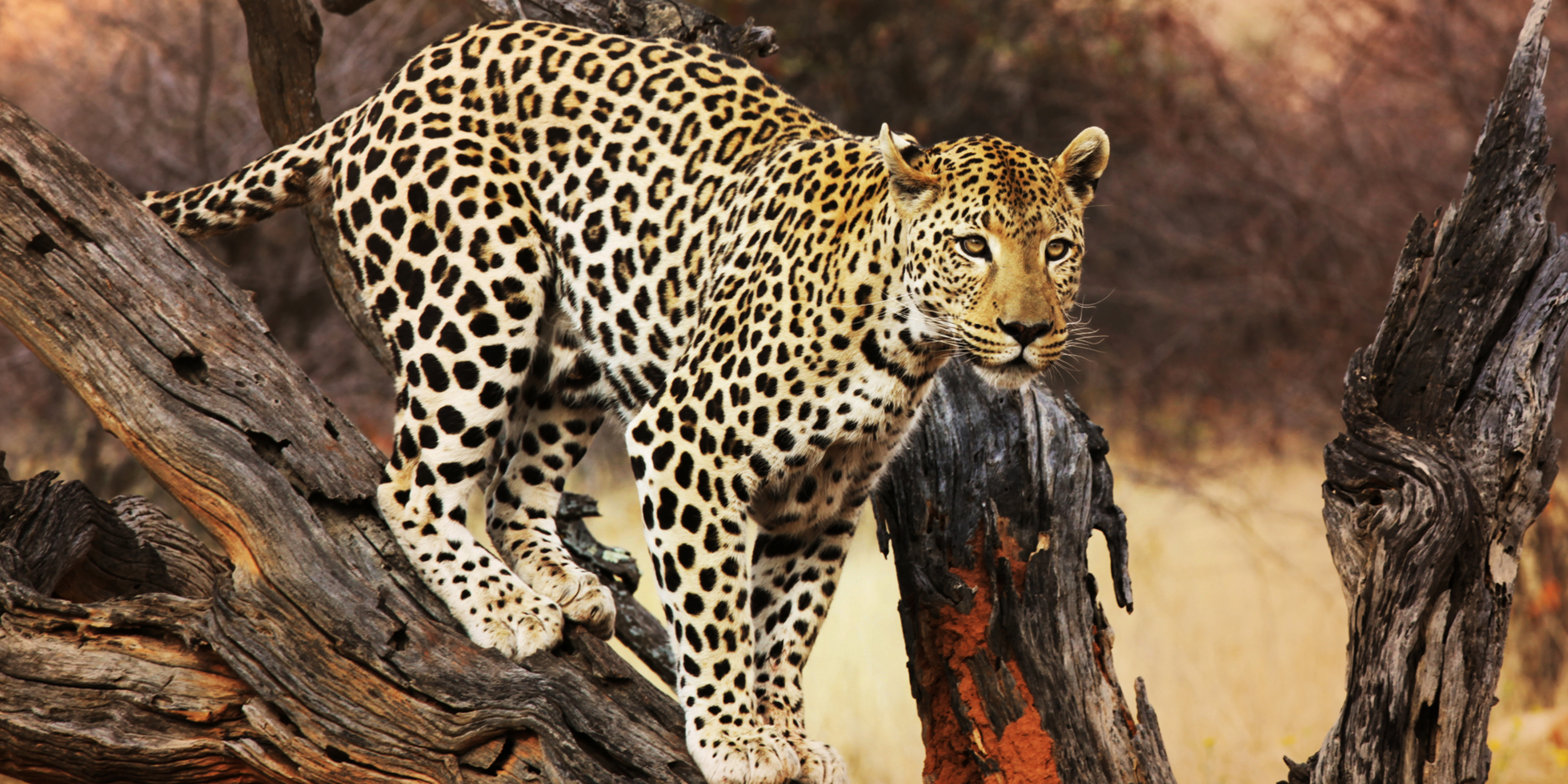 In 2016, declining leopard observations documented by Earthwatch teams led directly to a two-year moratorium on leopard hunting in South Africa. 
