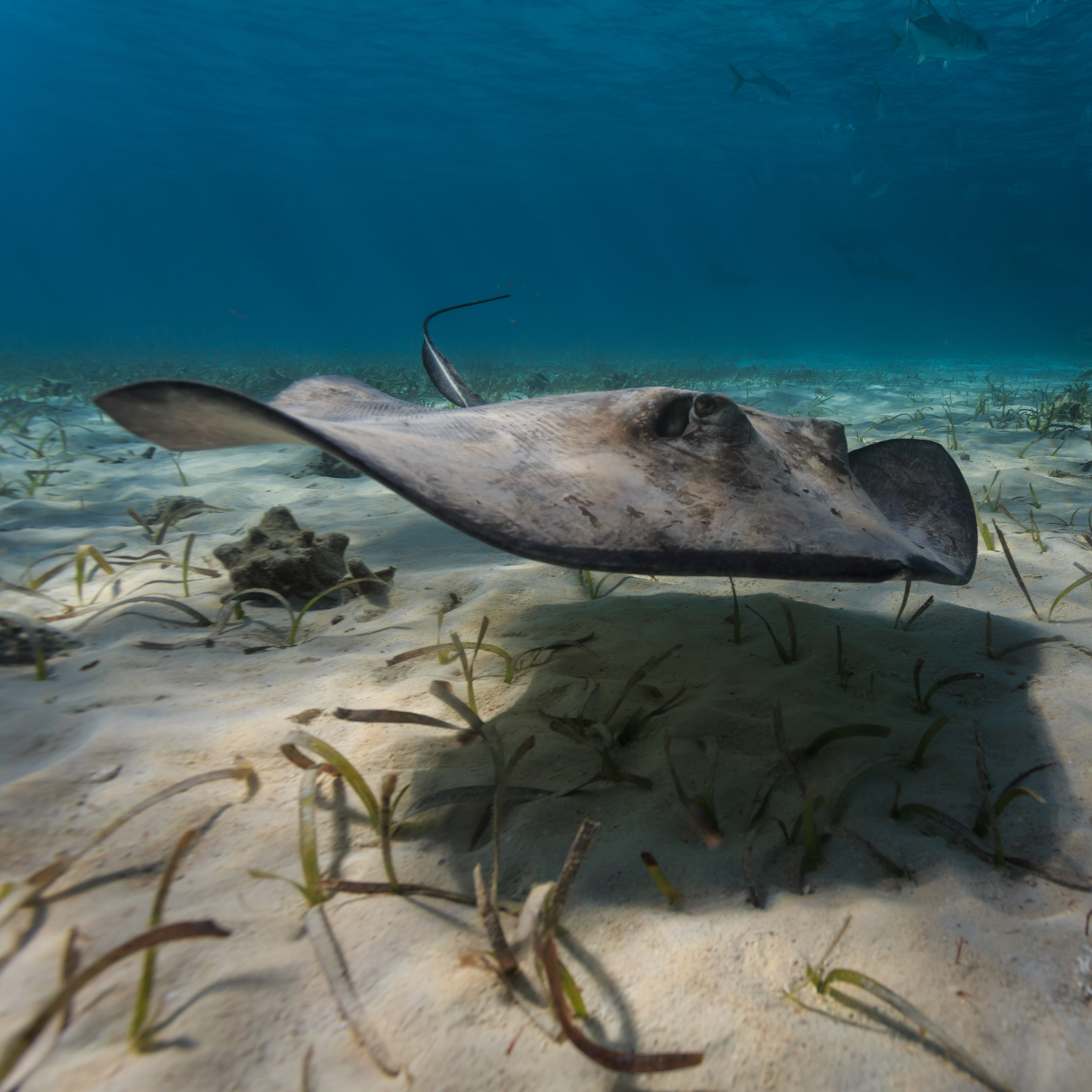 Belize in 2020 passed a comprehensive fisheries bill that protects all rays within 200 nautical miles of its coastline