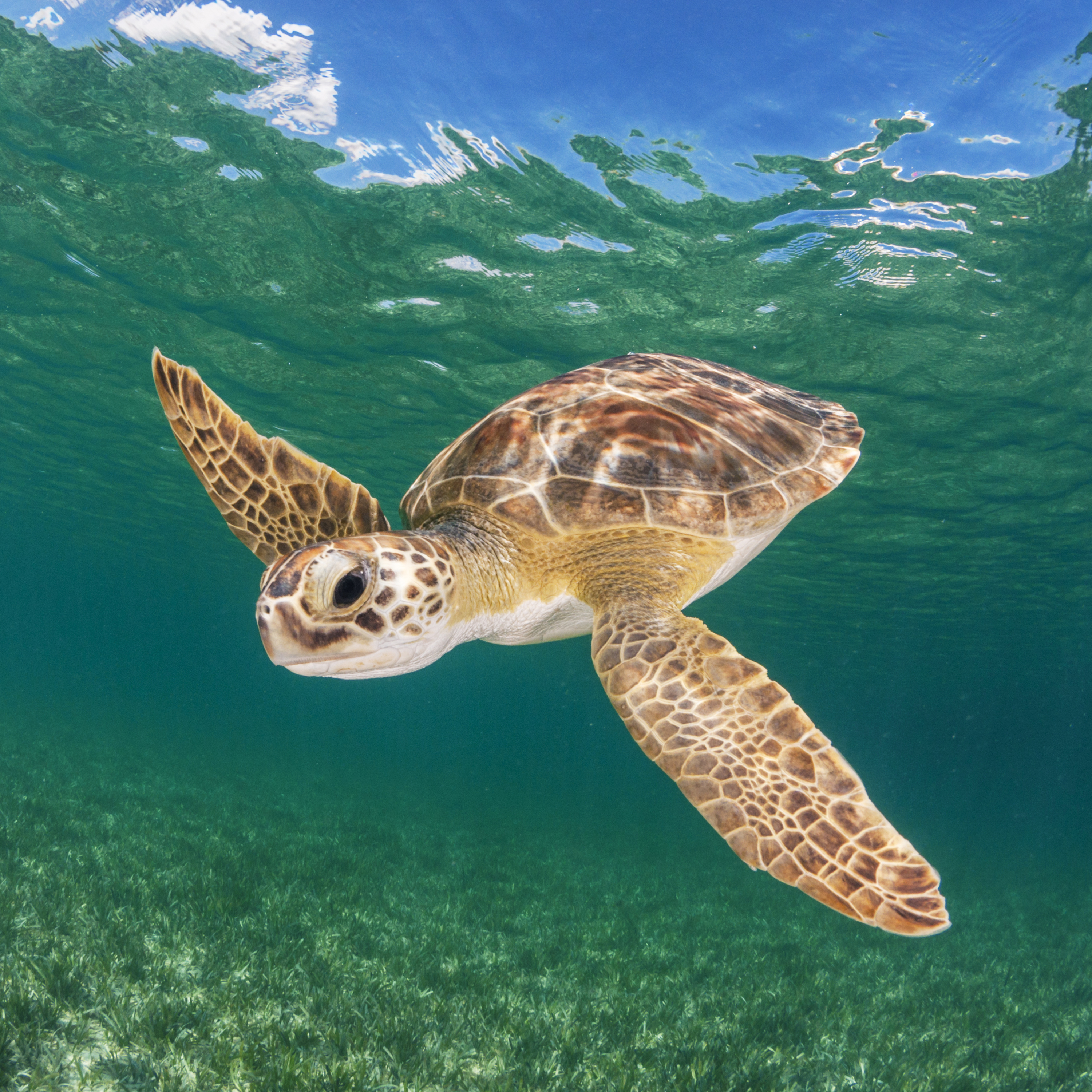 Earthwatch student groups have a variety of expedition options including studying sea turtles in the Bahamas