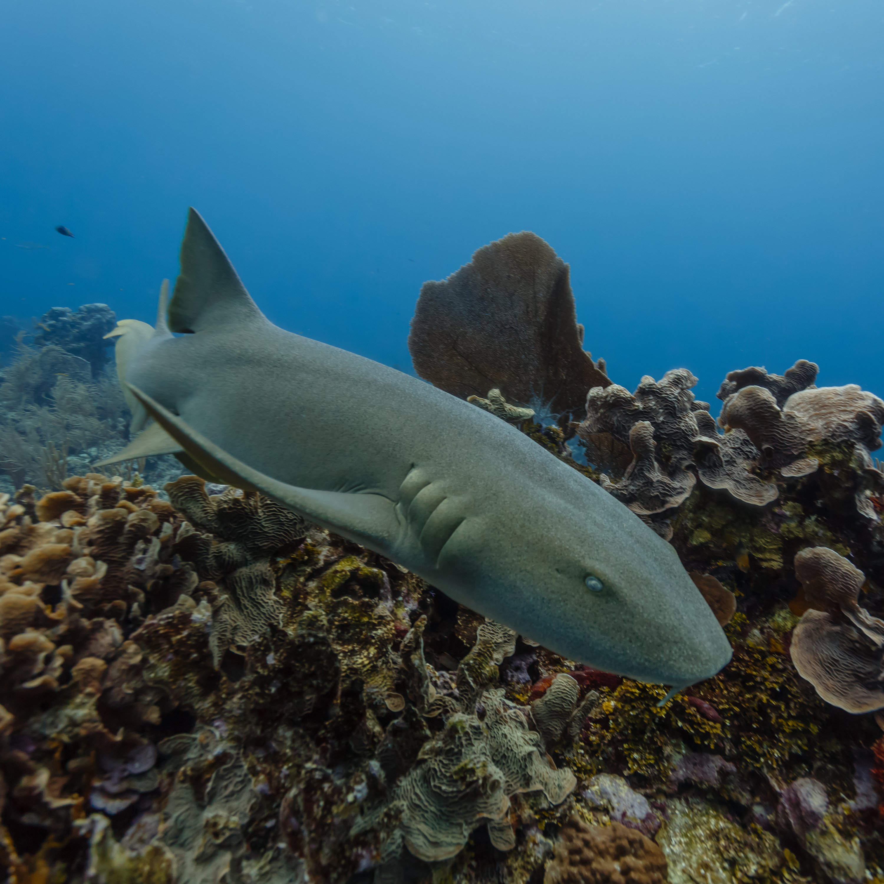 Belize in 2020 passed a comprehensive fisheries bill that allows for greater protections of endangered sharks